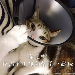  最火抖音表情包你走吧,我妈不让我跟傻子玩