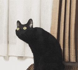 一脸忧郁的猫表情包黑猫