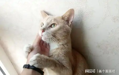 猫咪拿头拱人,在它眼里,代表这些含义 猫咪拿头拱人,在它眼里,代表这些含义