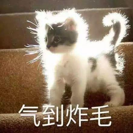 风之大陆表情包微信养猫