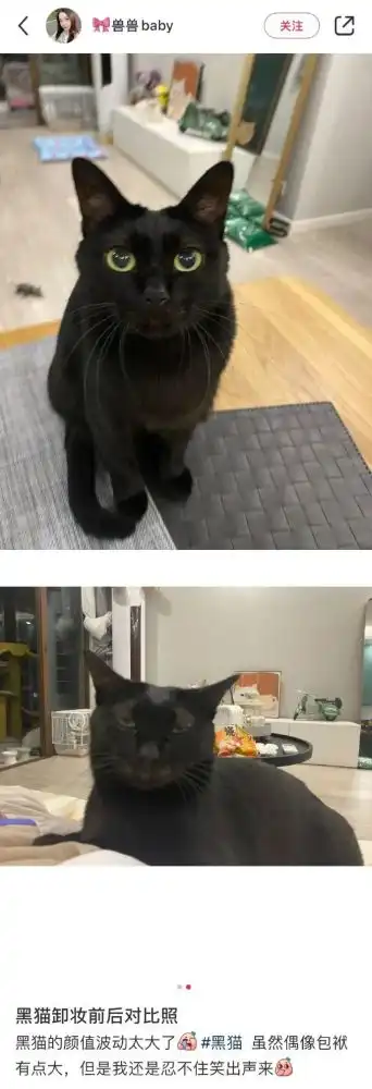 不养一只你都不知道,黑猫的颜值波动能有多大 不养一只你都不知道,黑猫的颜值波动能有多大