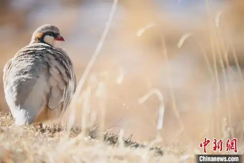 青海都兰雪豹兔狲等多种珍稀野生动物亮相 青海都兰雪豹兔狲等多种珍稀野生动物亮相