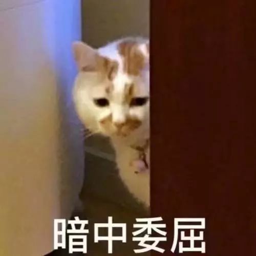  凤凰网梧桐汇商城不用app的智能宠物球,猫狗再也不孤单