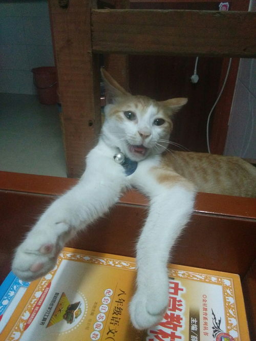  本来想给猫咪拍几张美美的照片,结果一不小心拍成了表情包
