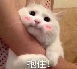  喵咪表情包,很适合你用哦ps运气作用是什么我来告诉你