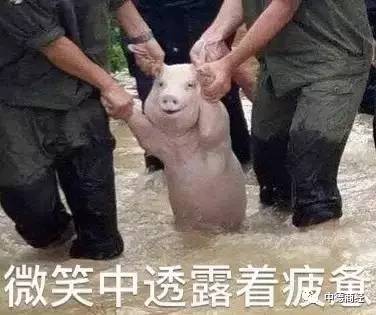  这只新晋表情包网红,火到国外网友都开始了ps大赛
