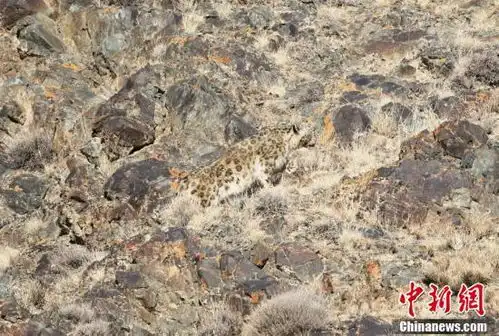 新疆和静县境内出现雪豹 新疆和静县境内出现雪豹