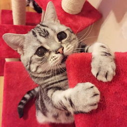  比鞋猫剑客还无辜哀伤萌猫luhu融化你心