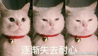  为什么追自己的男生追一半就不追了