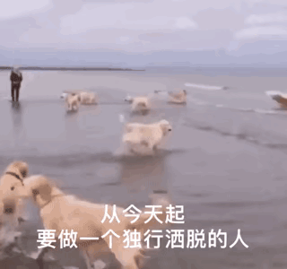  表情包,从今天起,要做一只独行特立的狗