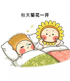  最后5天55000盆菊花全部绽放承包汕头人的朋友圈