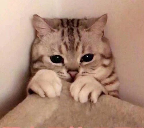 据说这五种猫咪最粘人第一名不是布偶而是它 据说这五种猫咪最粘人第一名不是布偶而是它