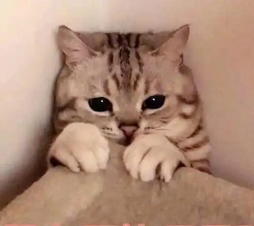 据说这五种猫咪最粘人第一名不是布偶而是它 据说这五种猫咪最粘人第一名不是布偶而是它