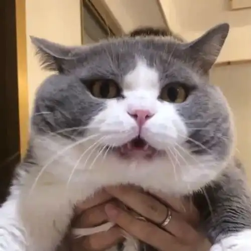 猫咪在厨房翻垃圾,被男友抓获了,还撒娇求原谅 猫咪在厨房翻垃圾,被男友抓获了,还撒娇求原谅