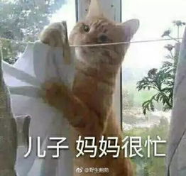  一大堆喵表情来袭,收好不谢