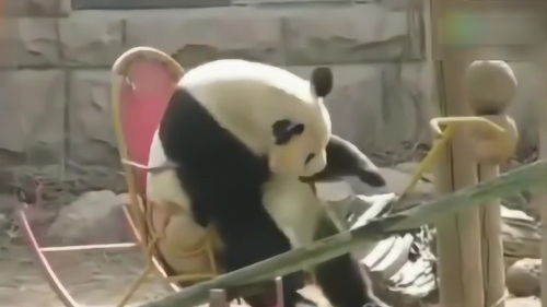  大熊猫一边听网络神曲,一边玩摇摇椅,宝宝太可爱了