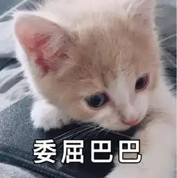 搞笑萌猫表情包求求你嘛,要抱抱 搞笑萌猫表情包求求你嘛,要抱抱