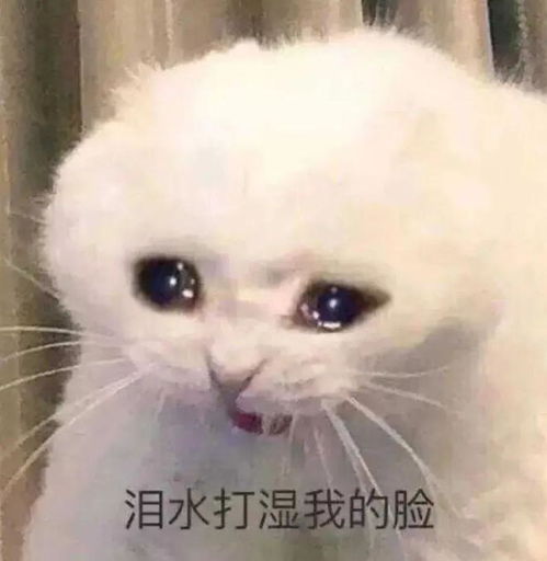  假期最后一天,原来是谷子的生日