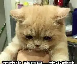 网友躺在床上玩手机,让猫咪帮忙扶着,橘猫我为这个家付出太多 网友躺在床上玩手机,让猫咪帮忙扶着,橘猫我为这个家付出太多