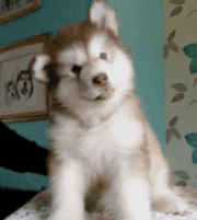 重磅岳阳养犬将不能再任性,铲屎官们快来提意见 重磅岳阳养犬将不能再任性,铲屎官们快来提意见