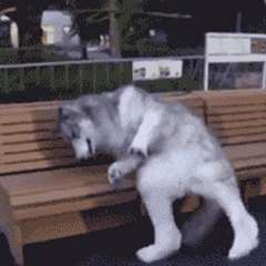  搞笑gif动图美女一开口就是王炸,就问你们怕不怕