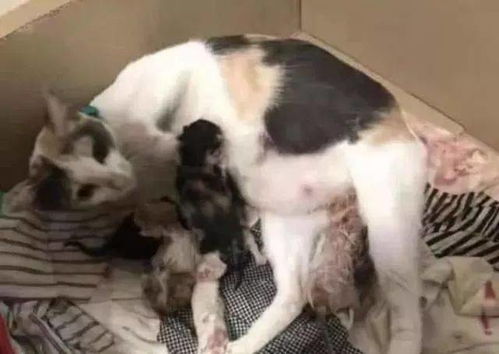  母猫给孩子喂奶,公猫在那里看着表情却一脸别扭,还一脸认真的模样仿佛从来没看过一样
