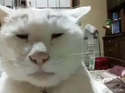 猫咪呕吐表情包委屈