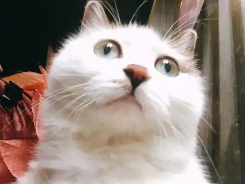 天冷了,带只小动物回家取暖周四好物 天冷了,带只小动物回家取暖周四好物