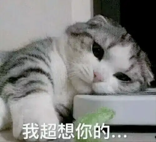 养猫后,容易得这五种病医生没救了 养猫后,容易得这五种病医生没救了