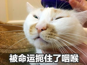  你见到过哪些笑到不行表情包