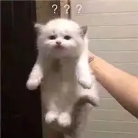 超萌猫咪表情包带字大全萌化了的猫咪表情包 超萌猫咪表情包带字大全萌化了的猫咪表情包