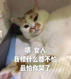  不值当,我只是只猫的网红猫,昨天深夜走了