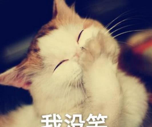  家里来了只刺猬,猫咪上去就往人家身上坐,结果太惨烈了