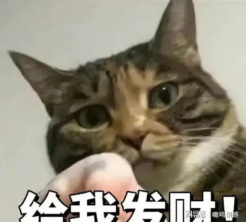 猫咪这几个特征,说明是旺家猫,错不了 猫咪这几个特征,说明是旺家猫,错不了