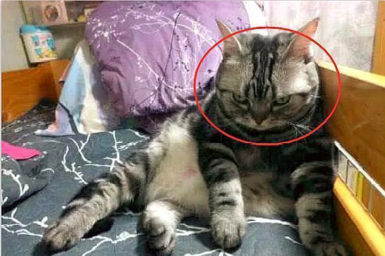 一脸忧郁的猫表情包主人