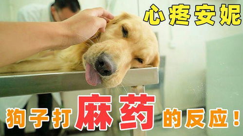  带狗狗去做绝育手术,打了麻药的反应,表情搞笑又令人心疼
