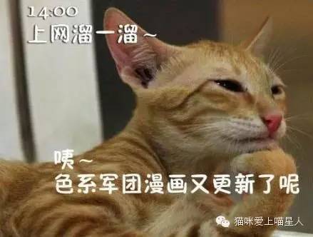  上班的第一天,喵星人的状态是这样的