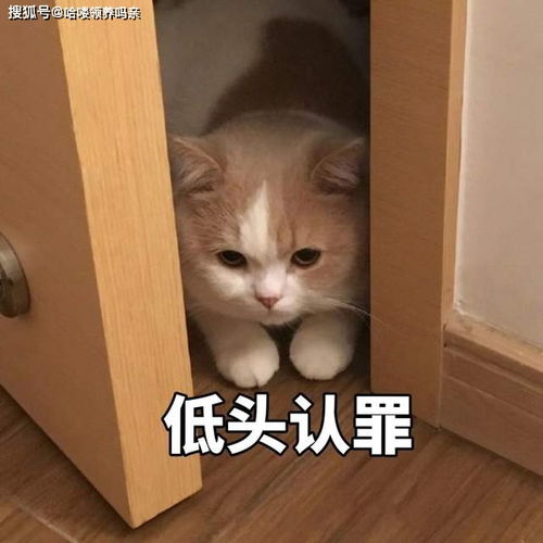  猫咪也会知道自己做错事了然后撒娇吗猫咪认识错误,坚决不改