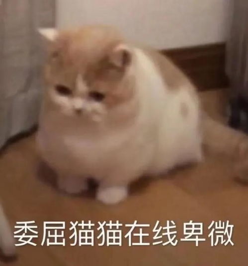  冷空气与汕头无瓜,未来几天多云为主,早晚仍需注意保暖......