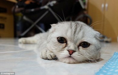 宠物猫一脸忧郁扮相时髦