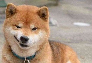 乱码狗头表情包柴犬