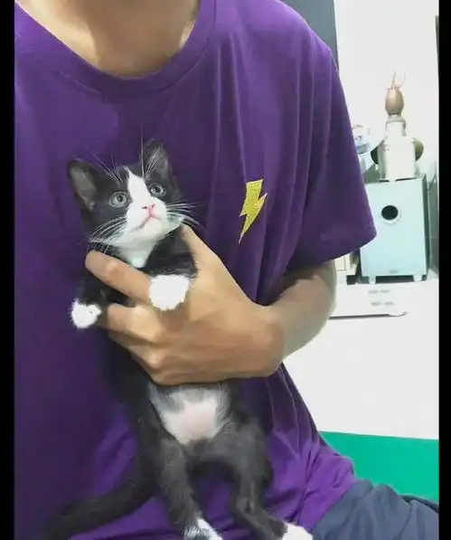 当猫咪看到医生拿针来时,表情立马就变得狰狞了,猫快放开我 当猫咪看到医生拿针来时,表情立马就变得狰狞了,猫快放开我