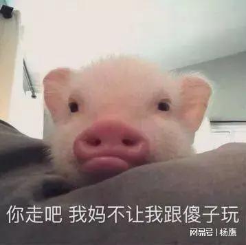  是谁在说猪是蠢猪呢