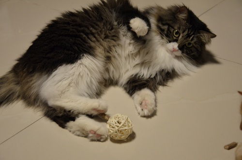  今天整理了一下儿照片,发现我猫可以出好多表情包