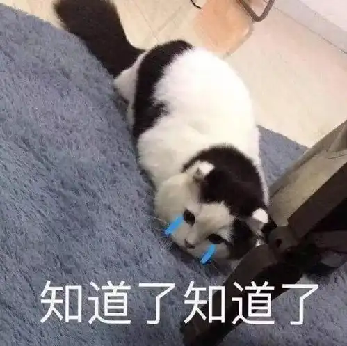 猫猫表情包你失去了和我说话的机会 猫猫表情包你失去了和我说话的机会