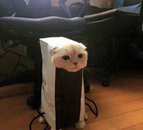 一脸忧郁的猫表情包委屈