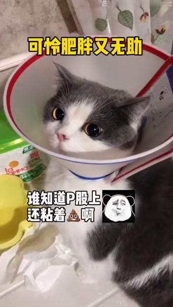  小猫咪恼羞成怒啦哈哈哈哈