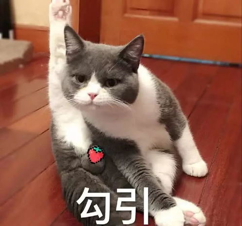 表情包网红小姐姐宇宙