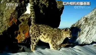 新疆天山东部拍到雪豹三口之家影像尤为珍贵 新疆天山东部拍到雪豹三口之家影像尤为珍贵