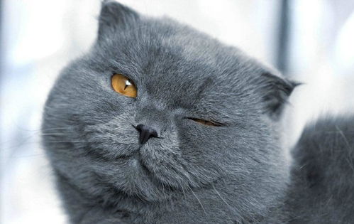  淘宝上9.9块钱的猫砂真的能用吗